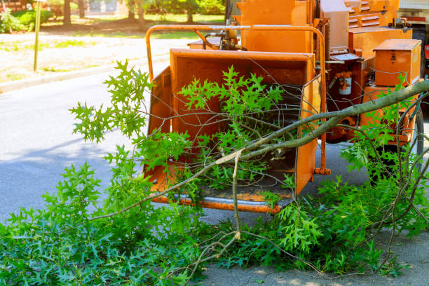 Tree Removal