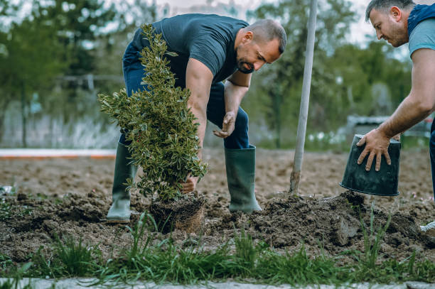 Best Tree Removal  in Riverdale, GA