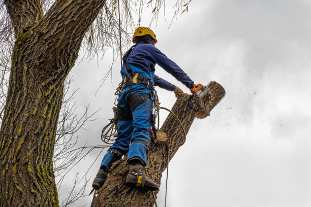 Best Tree Mulching  in Riverdale, GA