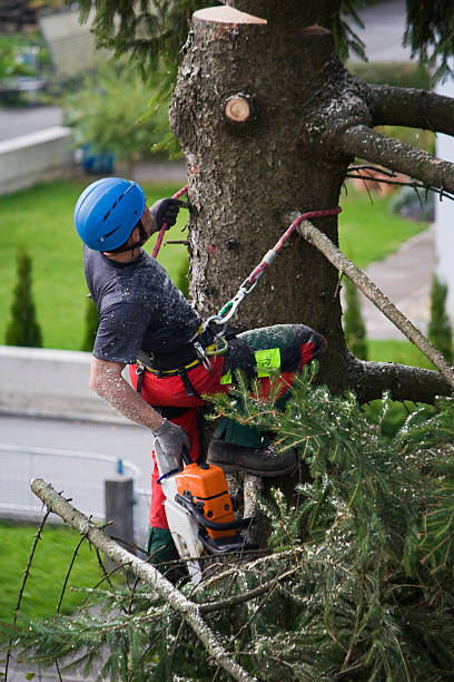 Riverdale, GA Tree Removal Company