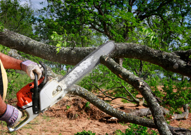 Best Tree Risk Assessment  in Riverdale, GA